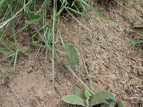 Image of Convolvulus natalensis by no rights reserved