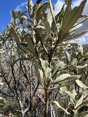 Eriodictyon trichocalyx lanatum