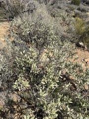 Eriodictyon trichocalyx lanatum