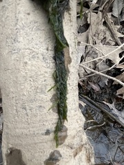 Fontinalis welchiana