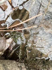 Fontinalis welchiana