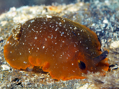 Dendrodoris