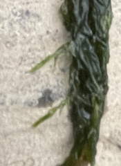 Fontinalis welchiana