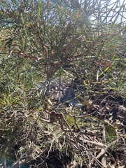 Hakea rostrata