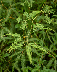 Gleichenella pectinata