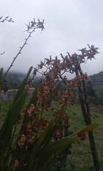 Oncidium luteopurpureum