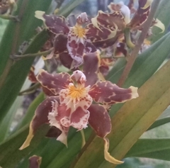 Oncidium luteopurpureum