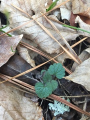 Viola walteri