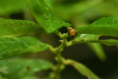 Acacesia