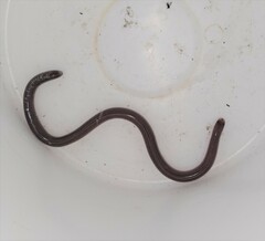 Typhlopidae
