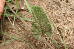 Convolvulus natalensis