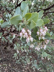 Arctostaphylos glauca
