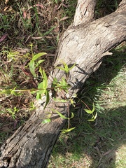 Eucalyptus viminalis pryoriana