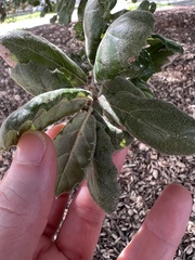 Quercus agrifolia oxyadenia