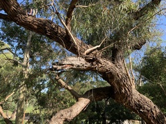 Eucalyptus viminalis pryoriana
