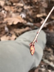 Rhododendron viscosum