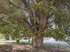 Quercus agrifolia oxyadenia