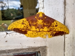 Eacles imperialis magnifica