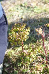 Euphorbia peplus
