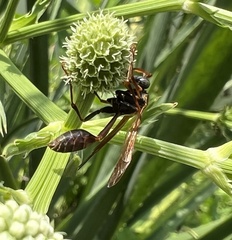 Mischocyttarus drewseni