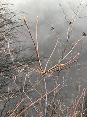 Rhododendron viscosum