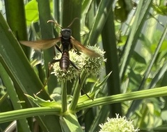 Mischocyttarus drewseni