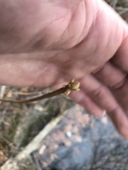 Rhododendron viscosum