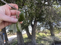 Quercus agrifolia oxyadenia