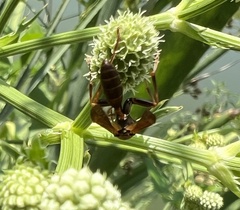 Mischocyttarus drewseni