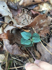 Pycnanthemum albescens