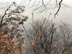 Rhododendron viscosum