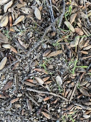 Quercus agrifolia oxyadenia