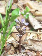 Obolaria virginica