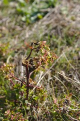 Euphorbia peplus