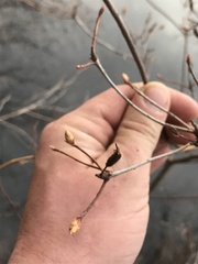 Rhododendron viscosum