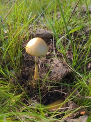 Protostropharia semiglobata