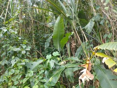 Heliconia caribaea