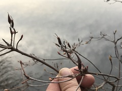 Rhododendron viscosum