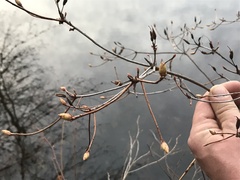 Rhododendron viscosum