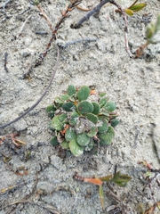 Limonium duriusculum