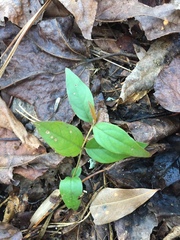 Gelsemium sempervirens