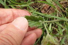 Convolvulus natalensis