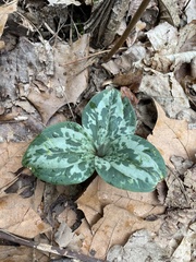 Trillium decumbens