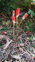 Arum italicum