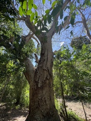 Brosimum alicastrum