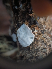 Fuscopostia fragilis