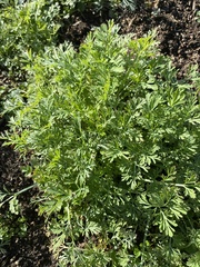 Eschscholzia californica
