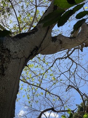 Brosimum alicastrum