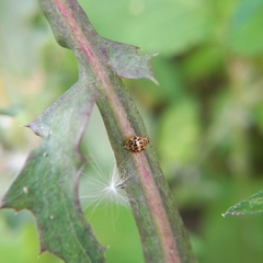 Psyllobora confluens