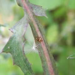 Psyllobora confluens